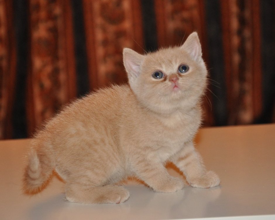 Персиковый британец котенок