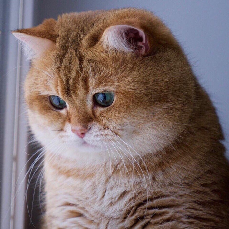 Скоттиш фолд Хосико