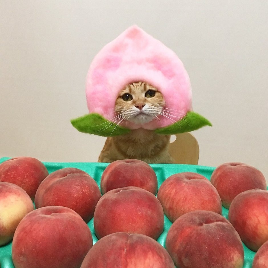 Котёнок персик