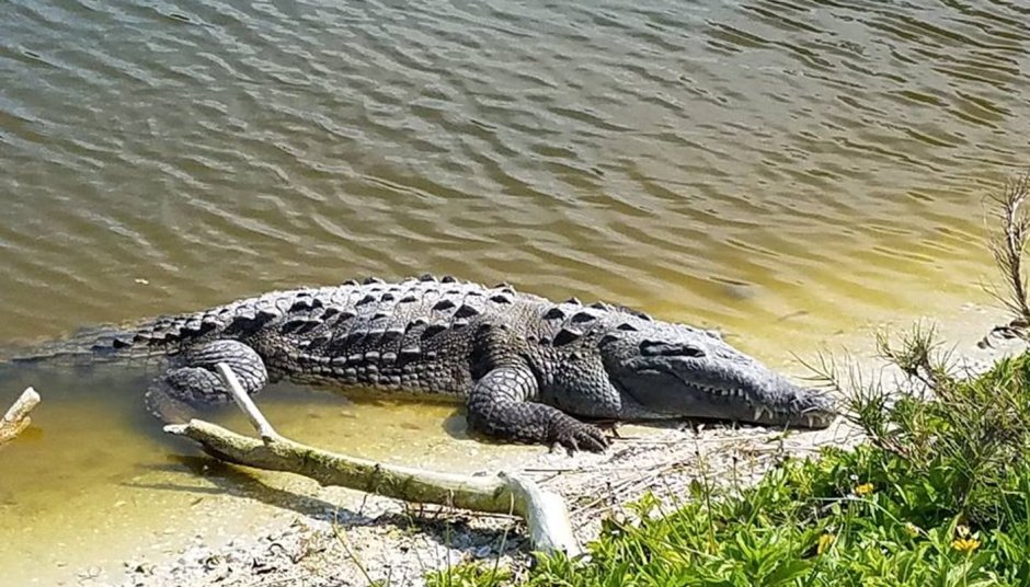 Нильский крокодил Crocodylus niloticus