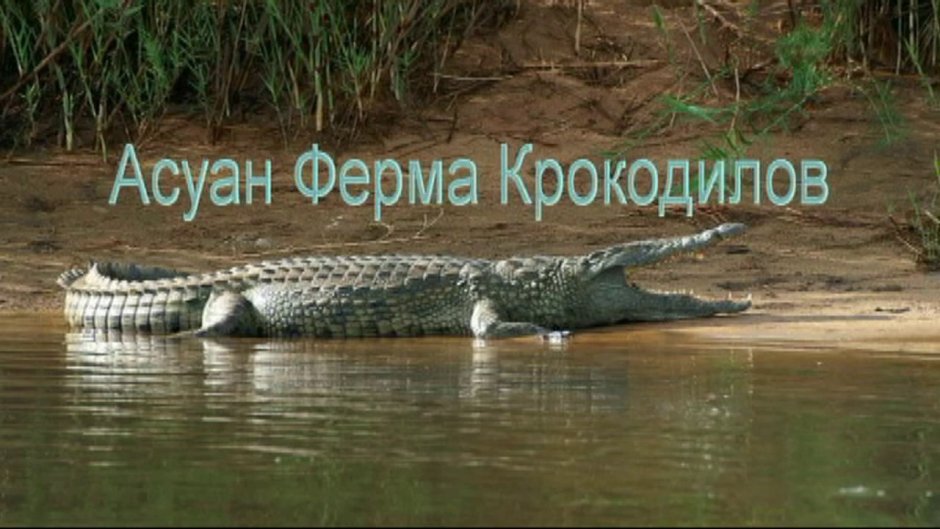 Магер крокодил