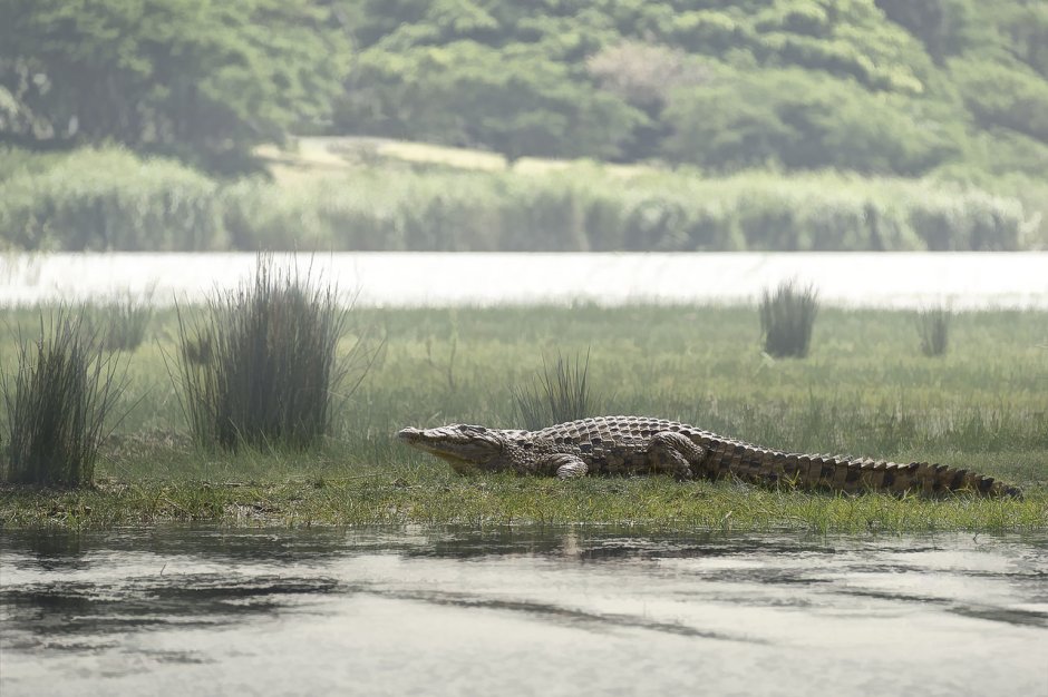 Нильский крокодил Crocodylus niloticus