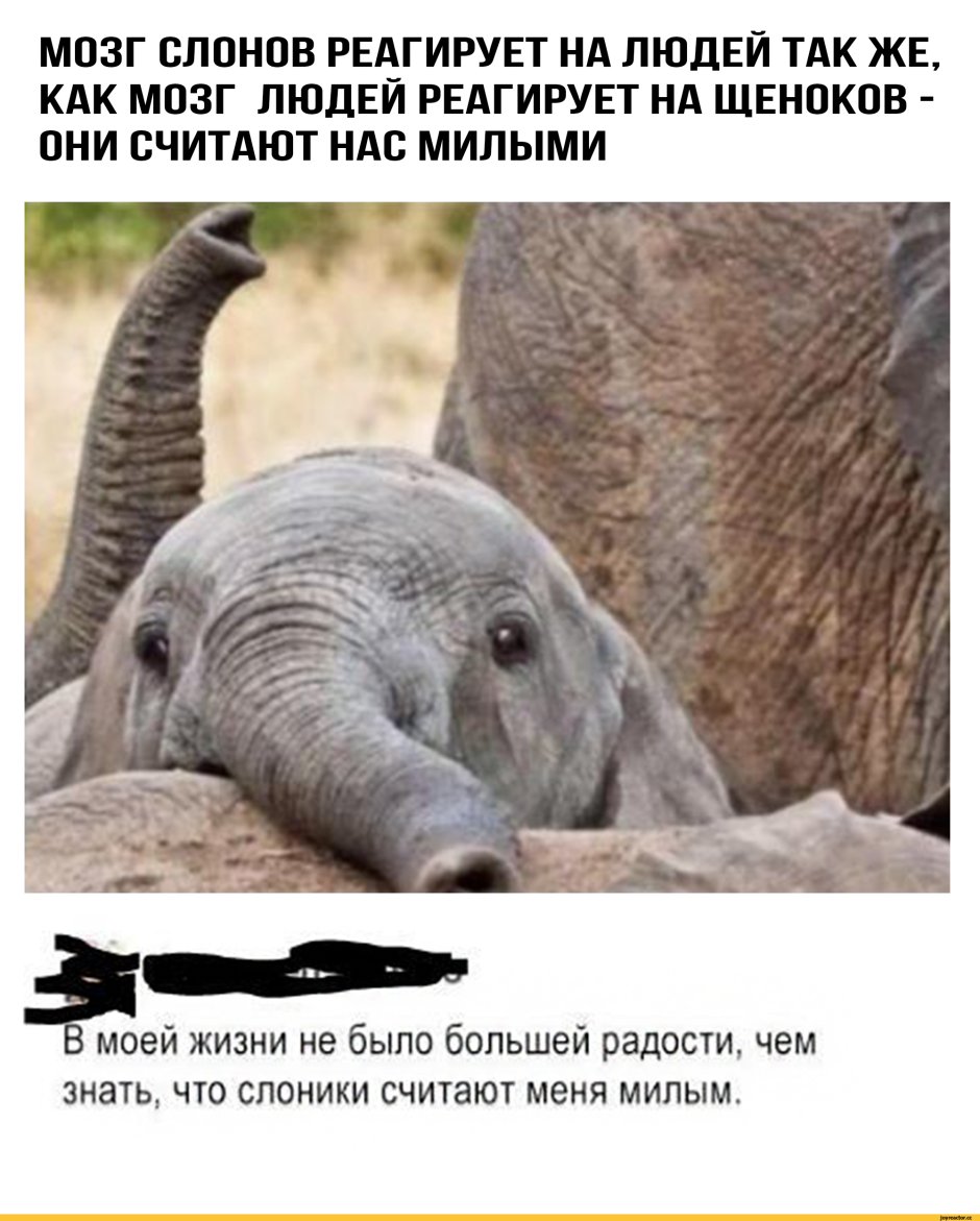 Прикольные фразы про слона