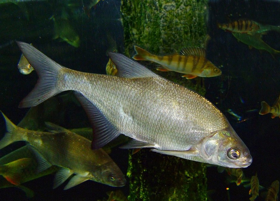 Лещ – Abramis brama