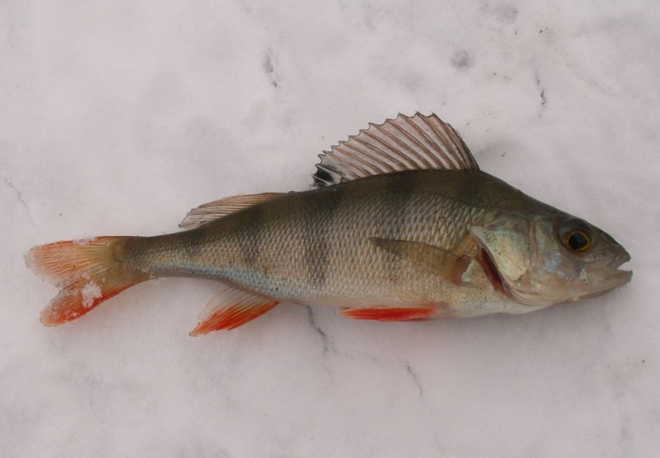 Thunnus Albacares