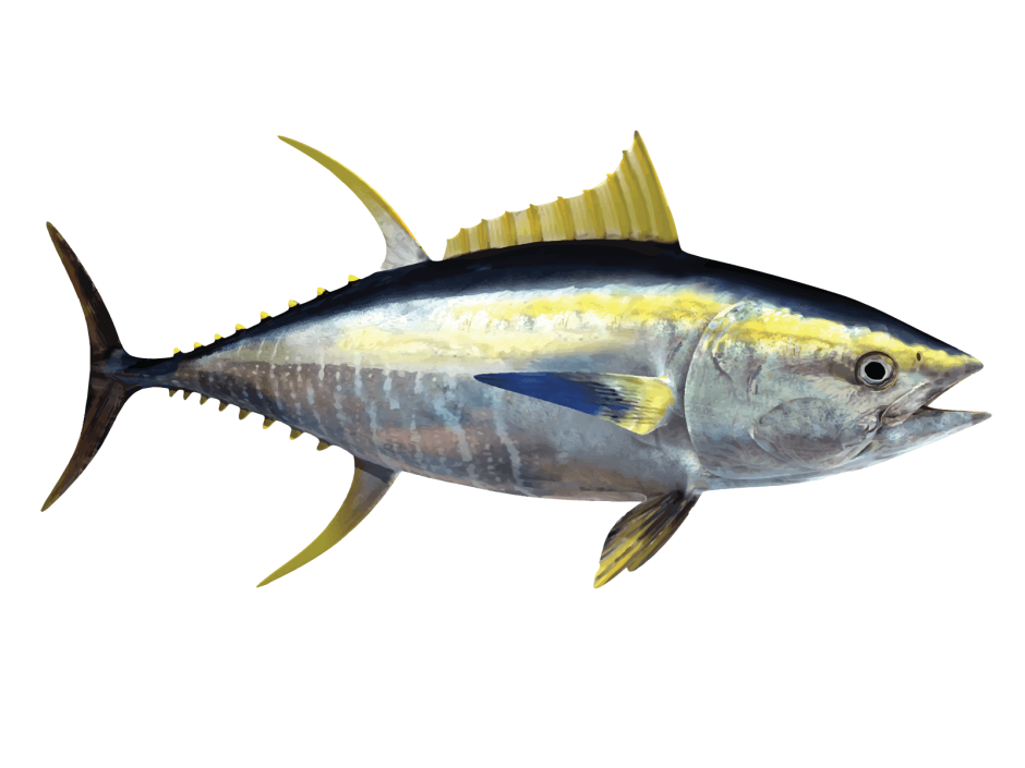 Тунец Bluefin и Yellowfin