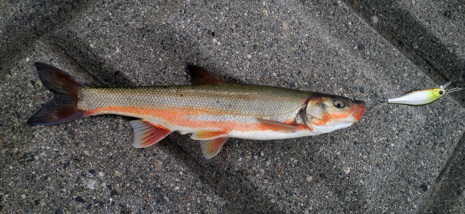 Tribolodon hakonensis