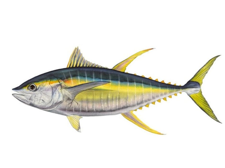 Jack Crevalle