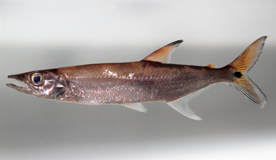 Acestrorhynchus isalinae