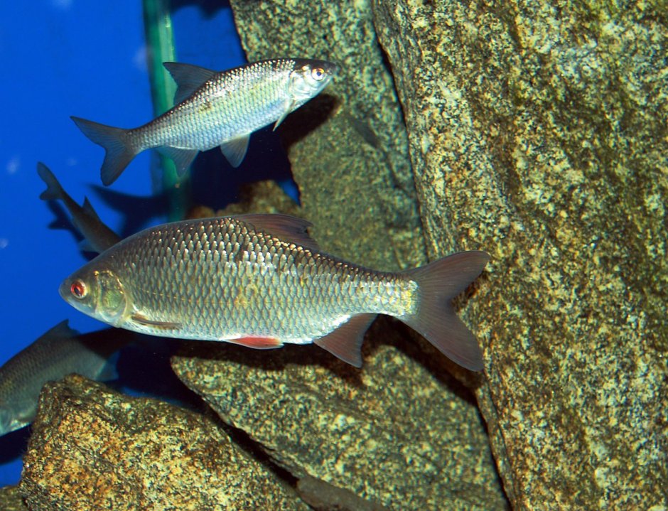 Голавль (Leuciscus cephalus)