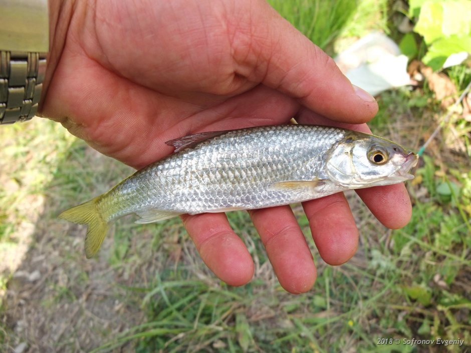 Fantastic Fishing клевалка