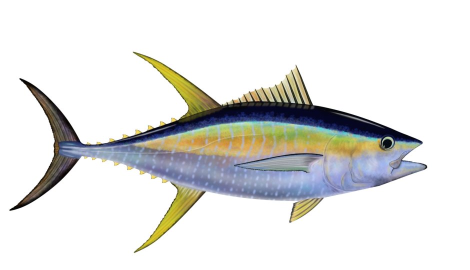 Тунец Yellowfin
