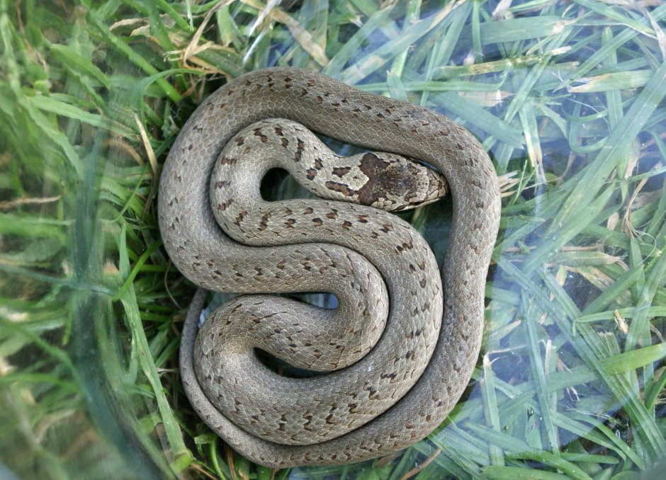 Coronella austriaca обыкновенная медянка