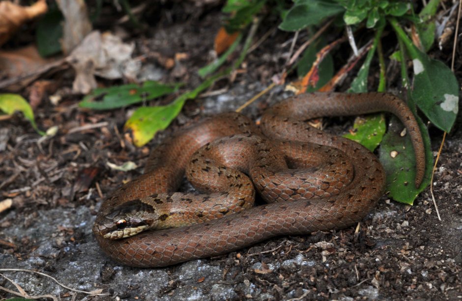 Медянка – Coronella austriaca Laurenti, 1768