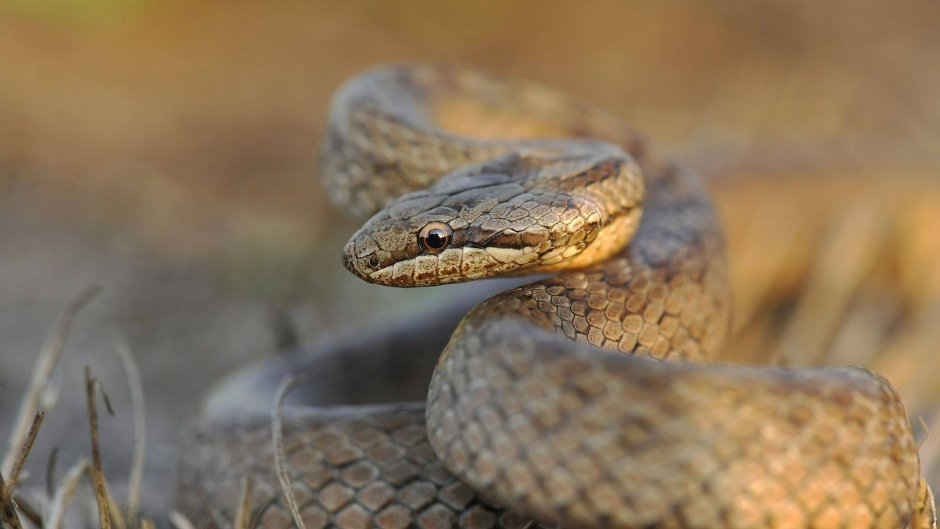 Полоз эскулапов (zamenis longissimus)