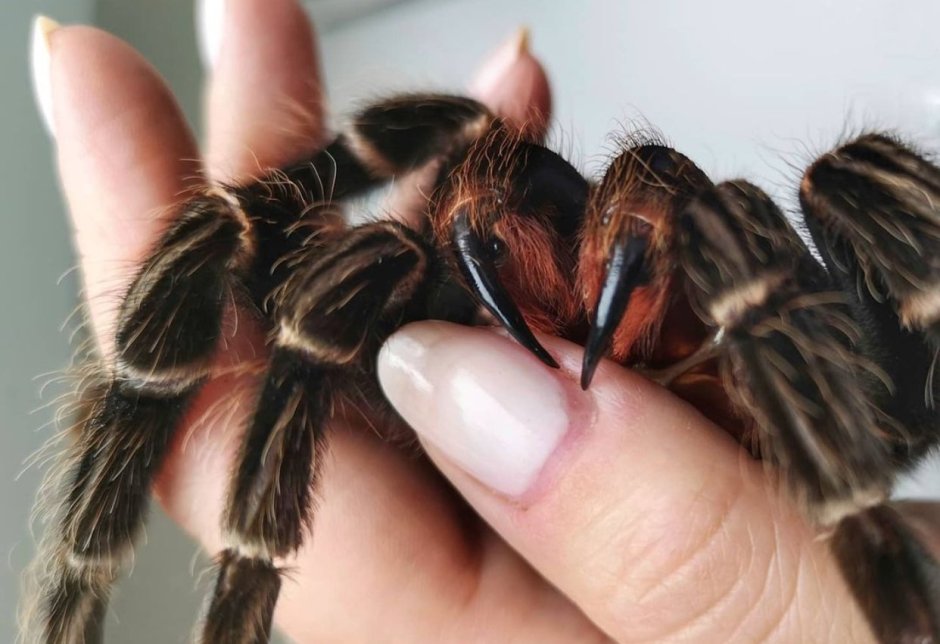 Lasiodora parahybana слинг