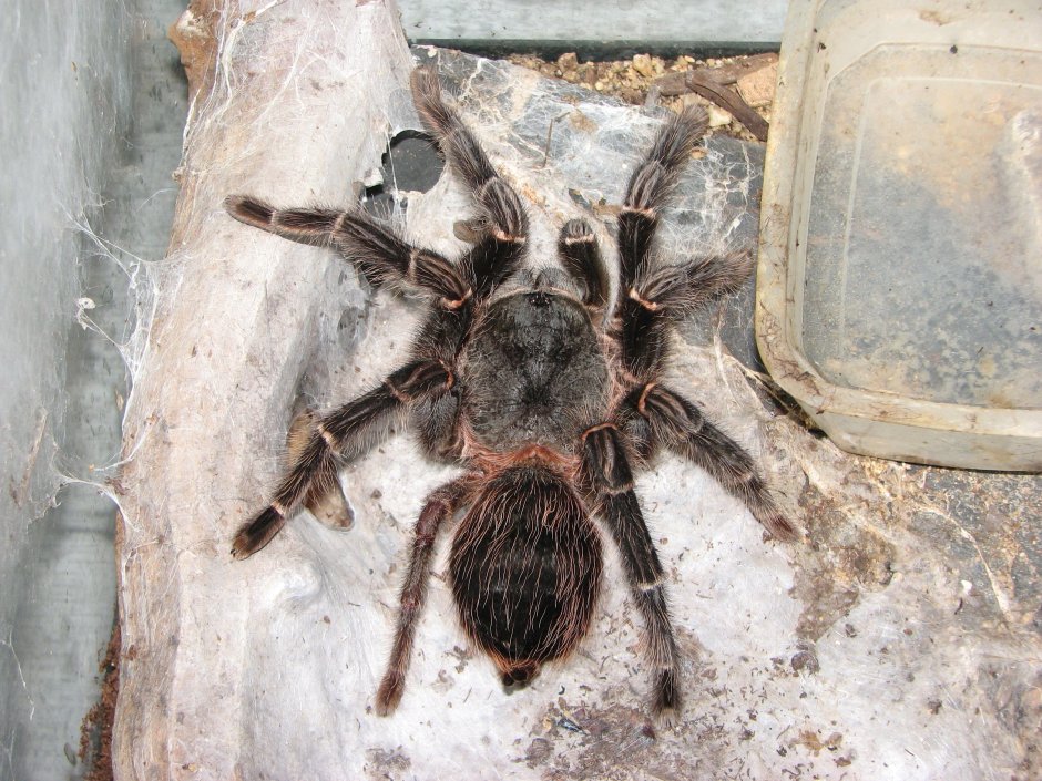Паук Lasiodora parahybana