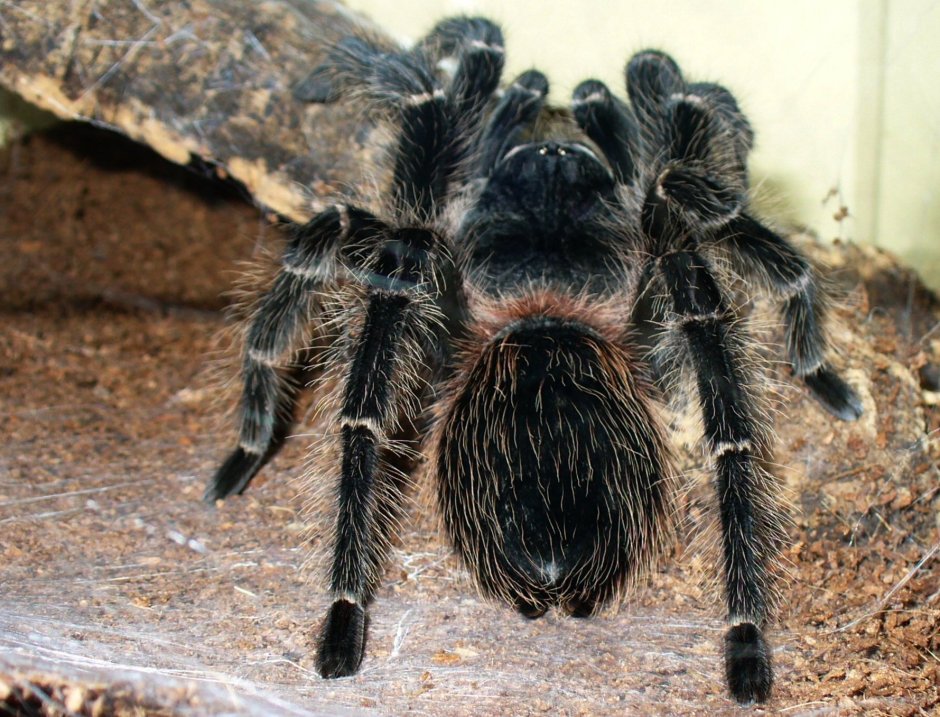 Тарантул Lasiodora parahybana