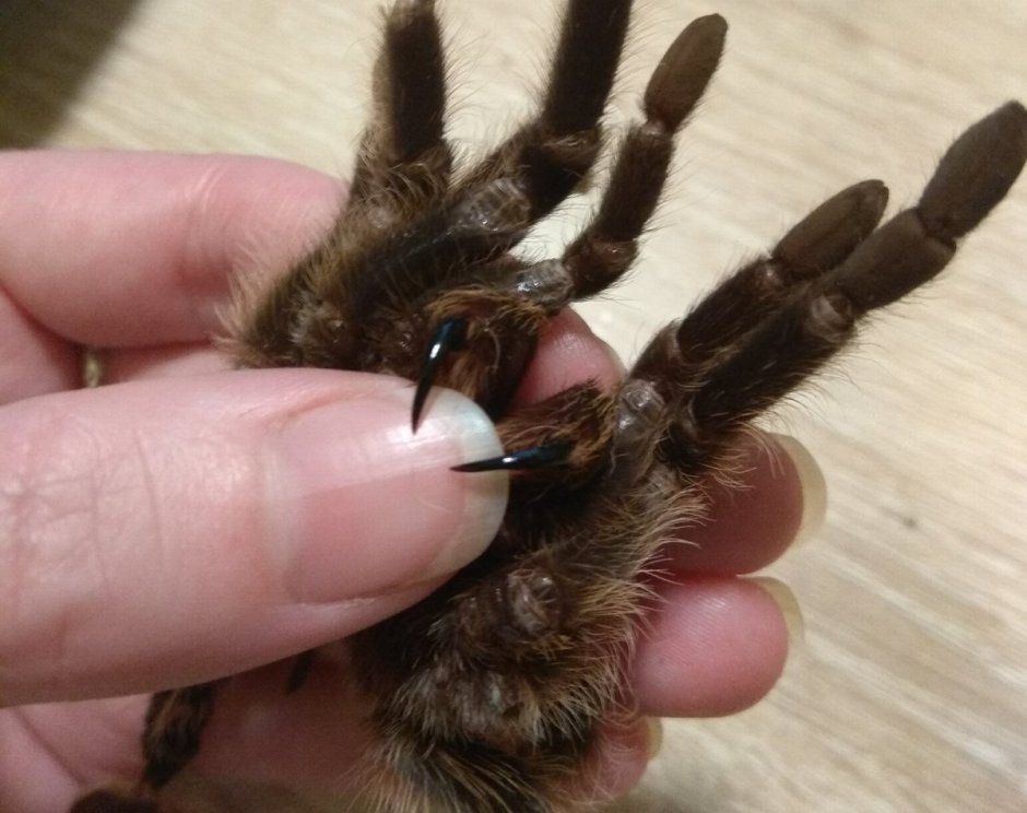 Poecilotheria Rajaei