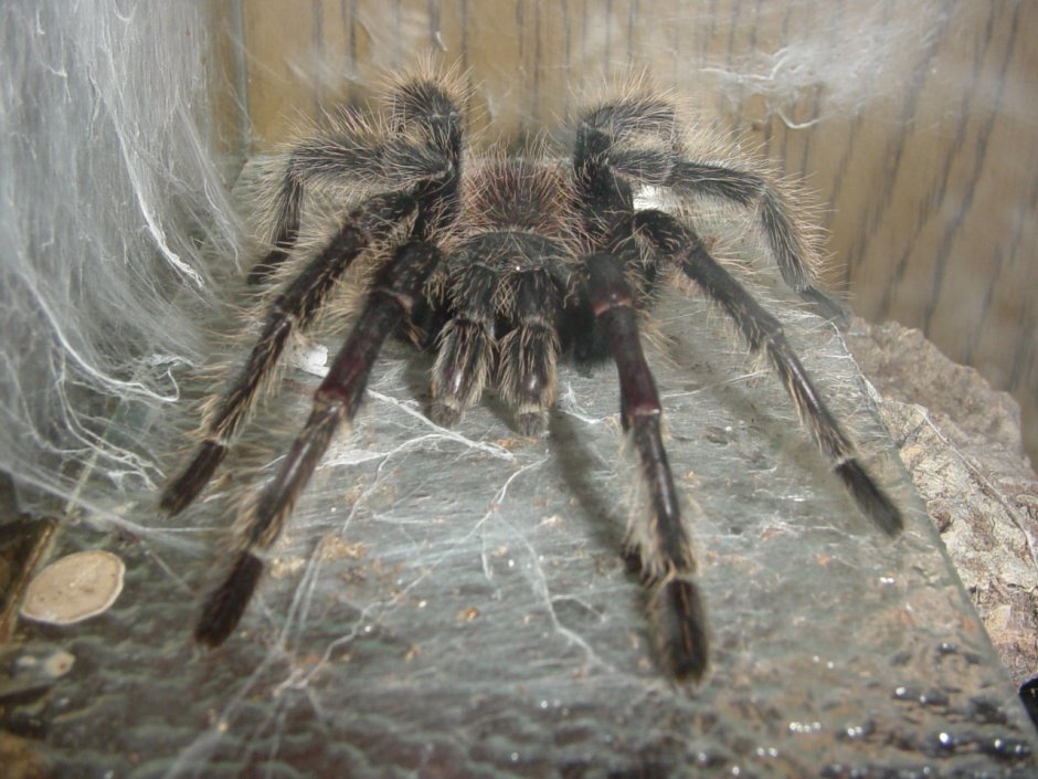 Паук l. parahybana (Ласиодора парахибана)