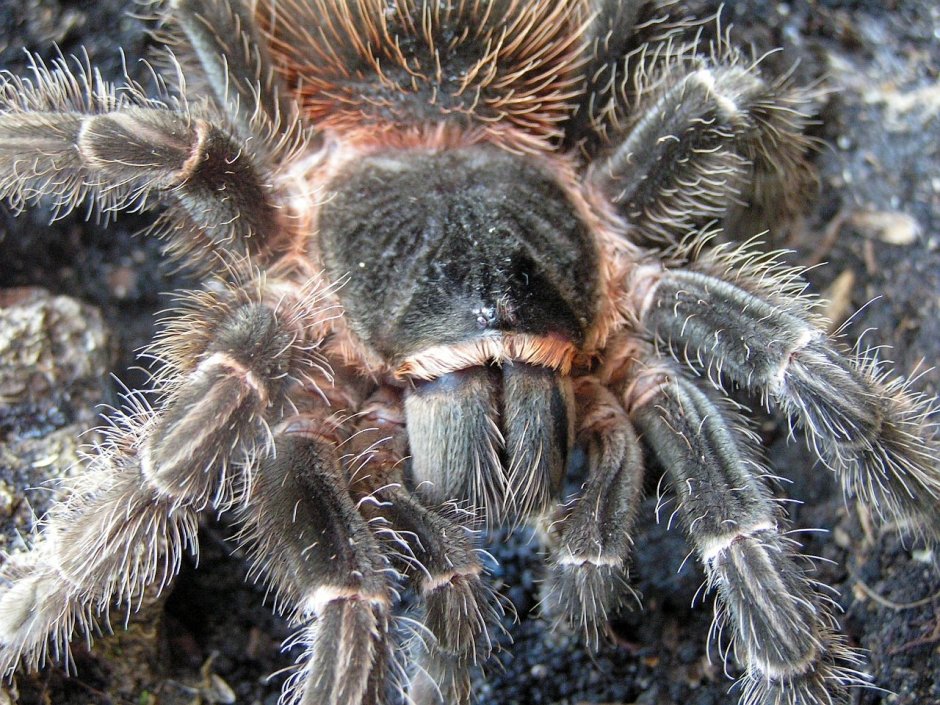 Лошадиный паук птицеед Lasiodora parahybana