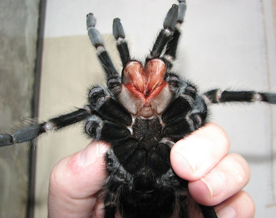 Бразильский птицеед Lasiodora parahybana