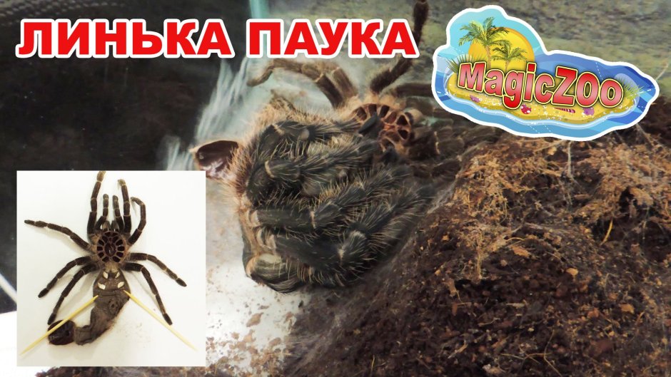 Паук птицеед Ласиодора парахибана