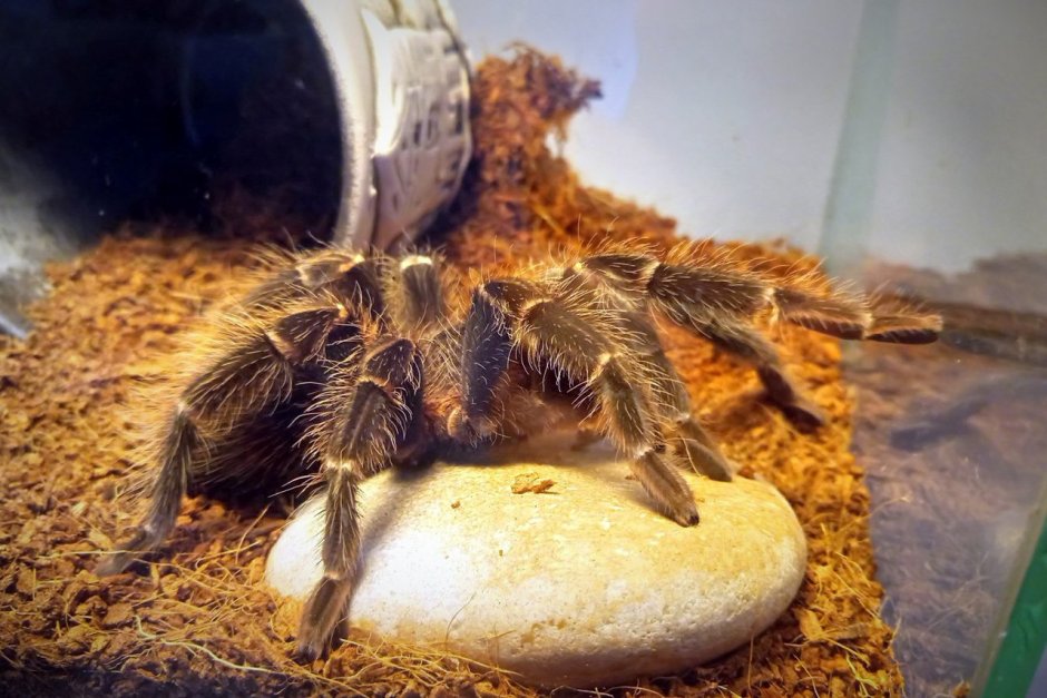 Тарантул Lasiodora parahybana