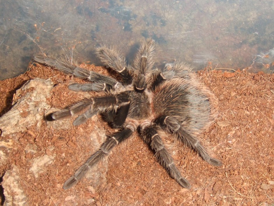 Lasiodora parahybana адультный самец