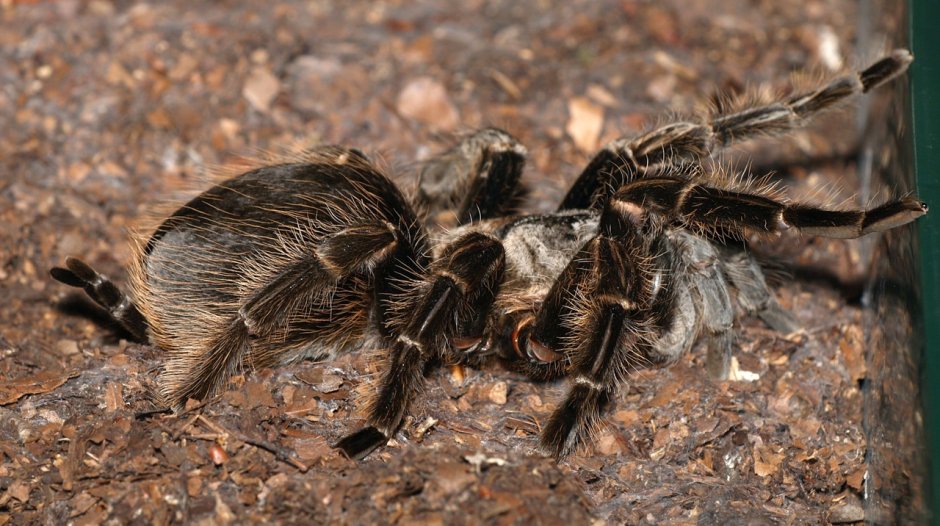 Brachypelma albopilosum самка