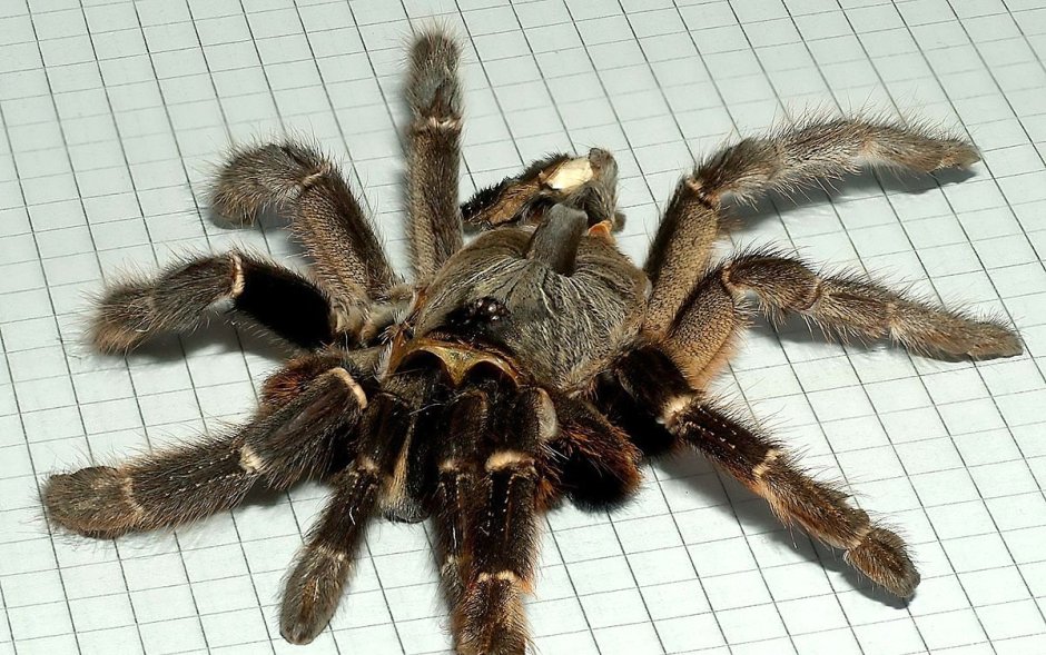 Lasiodora parahybana самка