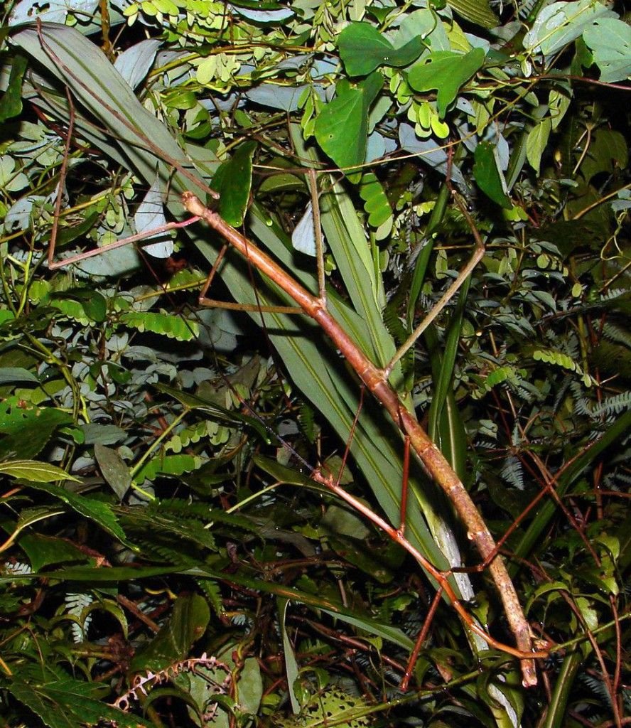 Палочник Phobaeticus