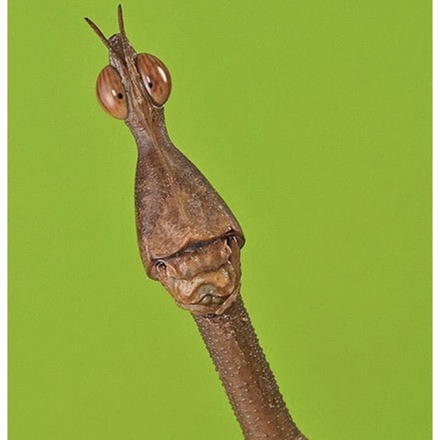 Австралийский палочник