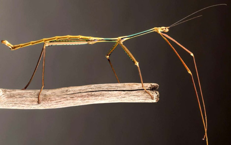 Палочник Phobaeticus