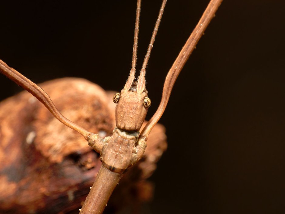 Богомол палочник