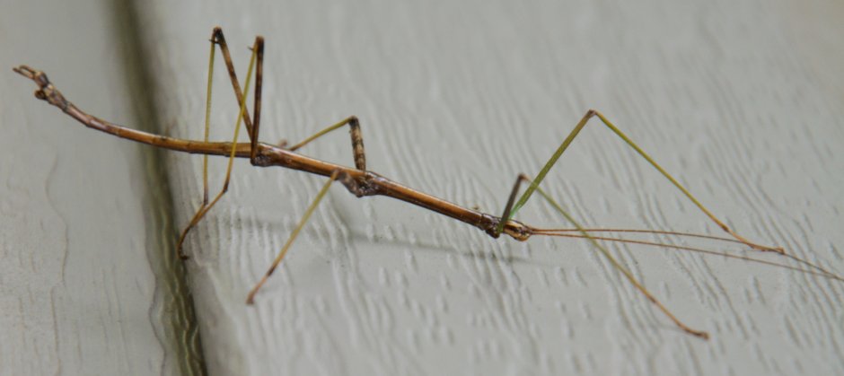 Жук палочник