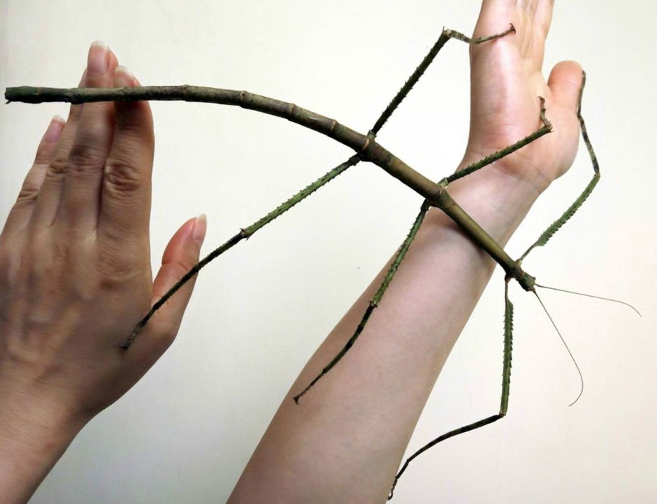 Привиденьевые палочники