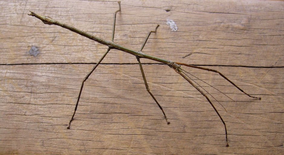 Палочник Чаня