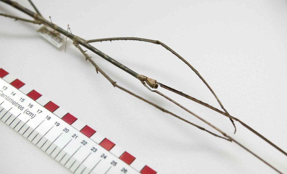 Палочник листовидка Phyllium siccifolium