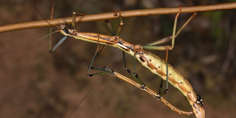 Палочник Голиаф