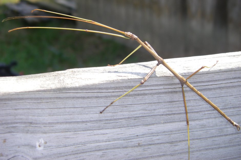 Палочник Phobaeticus Chani