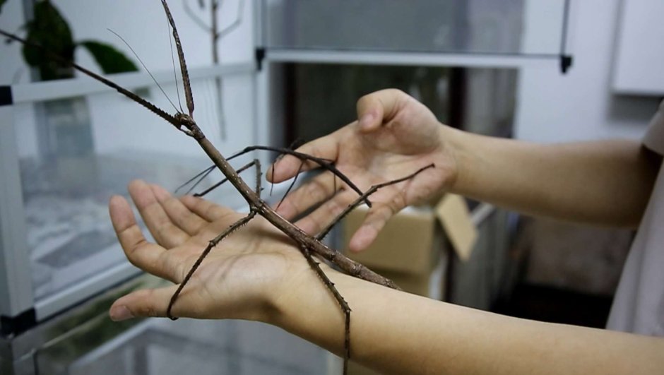 Жук палочник