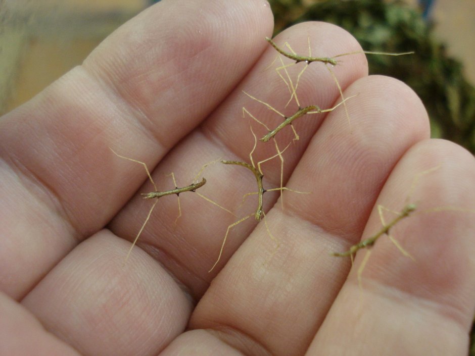 Жук палочник