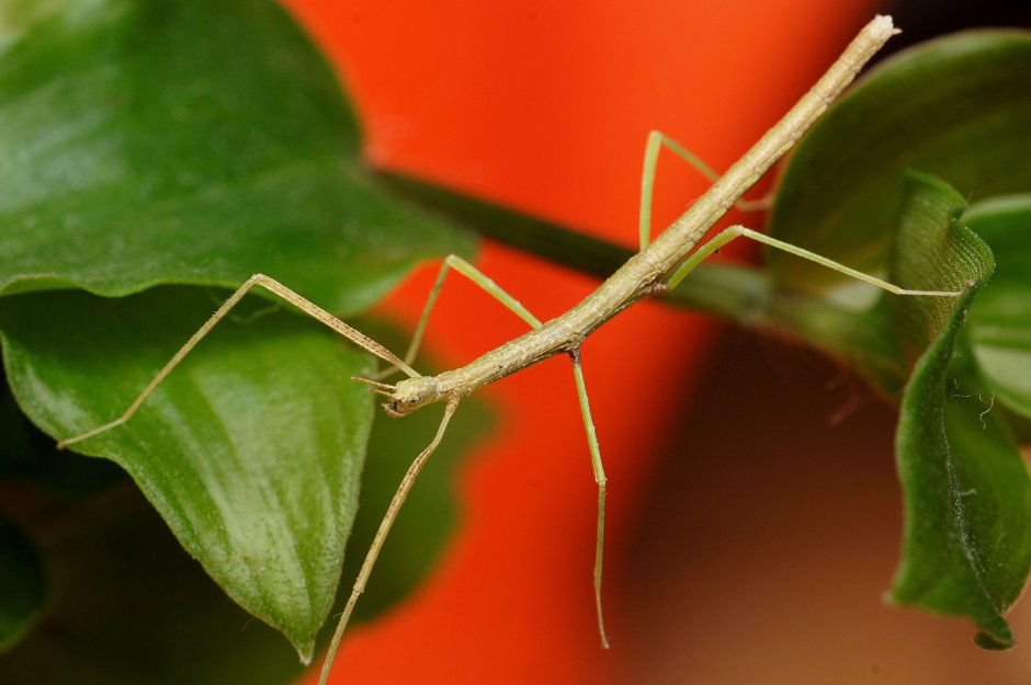 Австралийский палочник