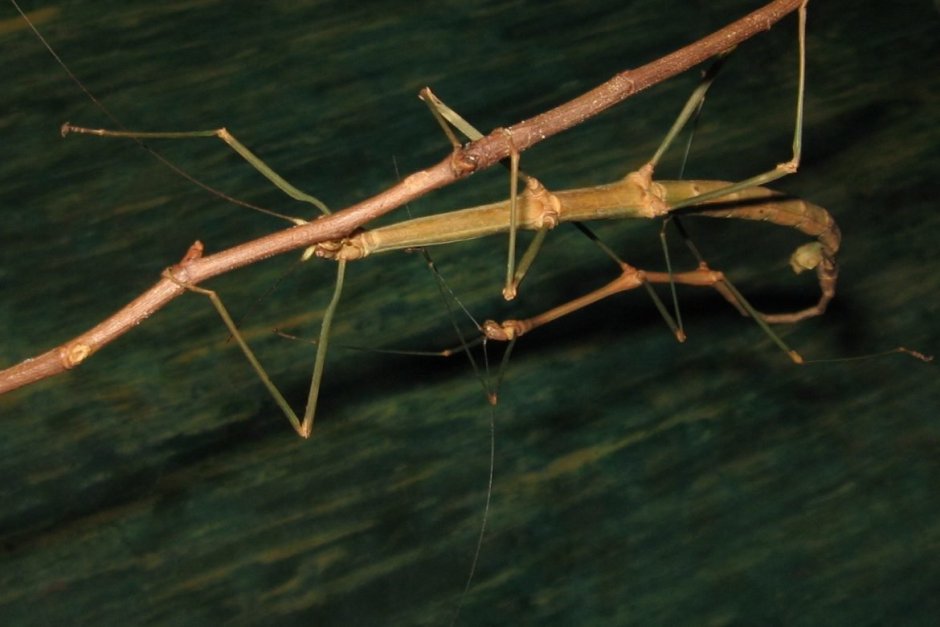 Палочник макро