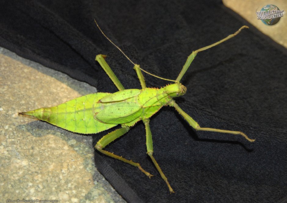 Палочник Phobaeticus Chani