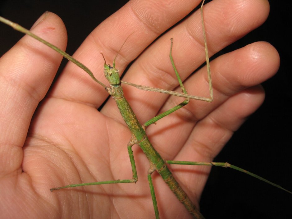 Реликтовый Уссурийский палочник