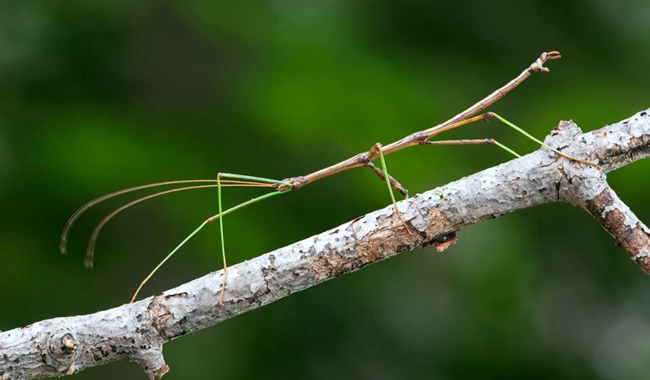 Палочник Крымский