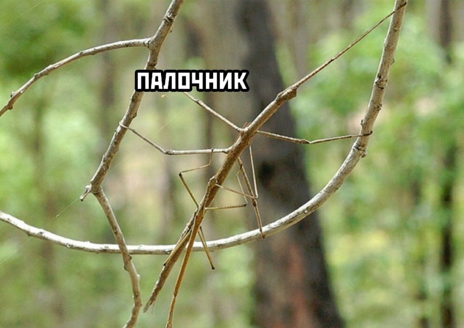 Мегапалочник Чана