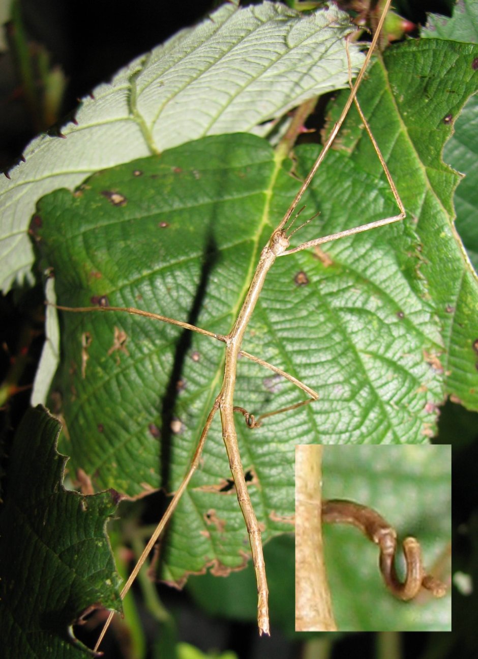 Паук палочник